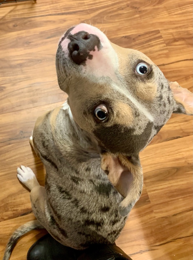 Lucky — a Catahoula–Pit Bull mix with pale blue eyes — tilting his head up at the camera